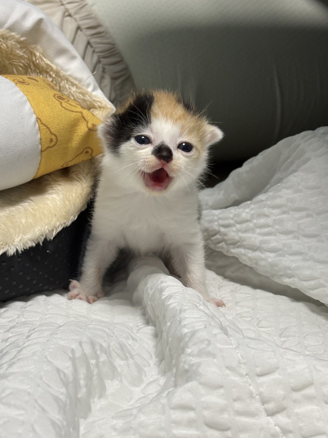 보호중 믹스묘의 가…